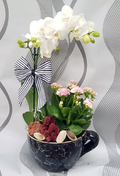 Dekoratif Fincanca Orkide ve Kalançuha