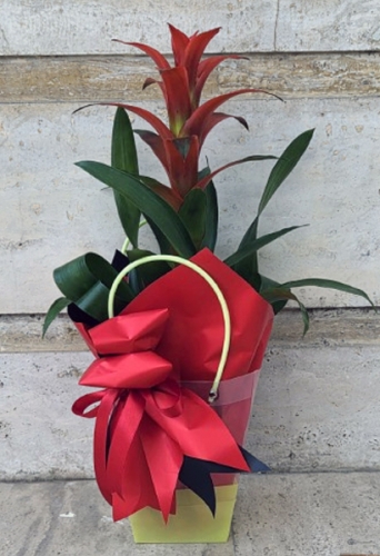 Çantada Özel Tasarımlı Guzmania